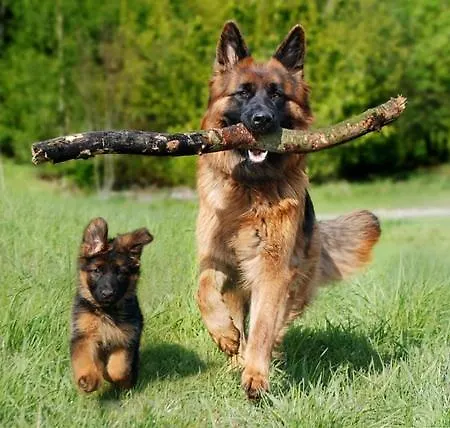 Pfoetchenurlaub Im Harz- Schoene Fuer 2-4 Personen Und Hund Appartement