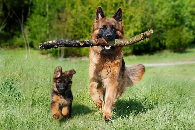 Pfoetchenurlaub Im Harz- Schoene Fuer 2-4 Personen Und Hund Appartamento